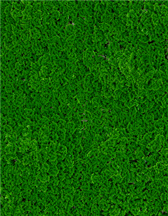 Front View of Evergreen Moss Mat