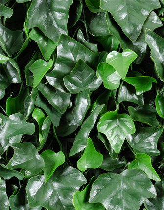Front View of Ivy Leaf Mat