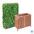 6' Tall Ligustrum Ficus Hedge Wall with 24