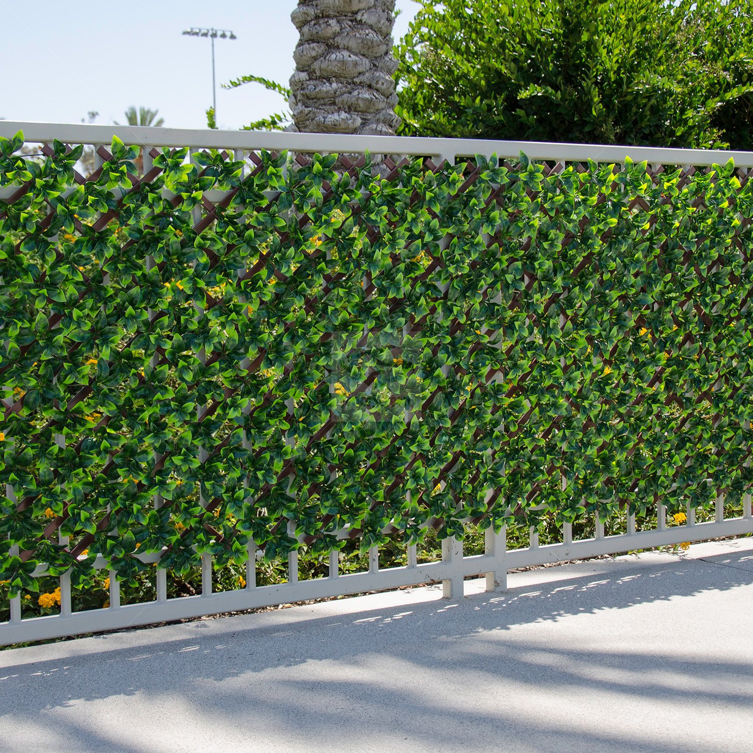 Expandable ligustrum ficus trellis panel adding greenery to an outdoor seating area