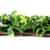 Expandable Faux Green Leaf Gardenia Trellis