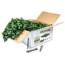 NatraHedge Faux Ivy Mats