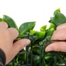 NatraHedge Artificial Ligustrum Ficus Mats