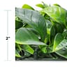 NatraHedge Artificial Ligustrum Ficus Mats