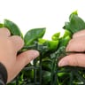 1200 Series Ligustrum Ficus Mats