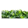 1200 Series Ligustrum Ficus Mats