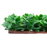 NatraHedge Faux English Laurel Expandable Privacy Fence