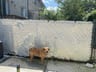 Customer photo of Chain Link Fence Privacy Tape