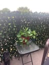 Customer photo of Faux English Laurel Privacy Fence