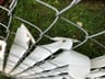 Customer photo of Chain Link Fence Privacy Tape