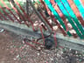 Customer photo of Chain Link Fence Privacy Tape