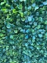 Customer photo of Light Green Artificial Boxwood Roll