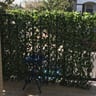 Customer photo of Artificial Ficus Expandable Privacy Fence