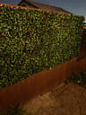 Customer photo of Artificial Ficus Expandable Privacy Fence