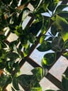 Customer photo of Artificial Ficus Expandable Privacy Fence