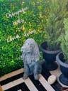 Customer photo of Light Green Artificial Boxwood Roll