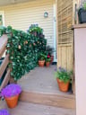Customer photo of Artificial Ficus Expandable Privacy Fence