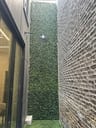 Customer photo of Artificial Ficus Expandable Privacy Fence