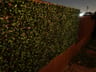 Customer photo of Artificial Ficus Expandable Privacy Fence