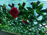 Customer photo of Artificial Ficus Expandable Privacy Fence