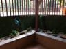 Customer photo of Light Green Artificial Boxwood Roll