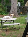 Customer photo of Chain Link Fence Privacy Tape