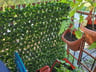 Customer photo of Artificial Ficus Expandable Privacy Fence