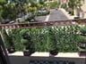 Customer photo of Artificial Ficus Expandable Privacy Fence